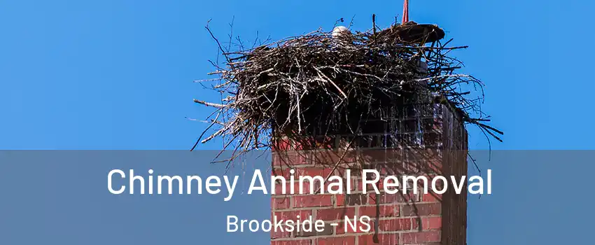 Chimney Animal Removal Brookside - NS