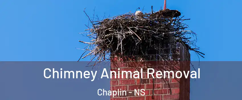 Chimney Animal Removal Chaplin - NS