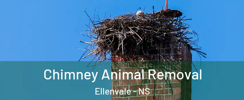Chimney Animal Removal Ellenvale - NS