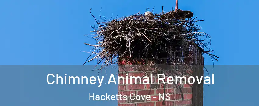 Chimney Animal Removal Hacketts Cove - NS