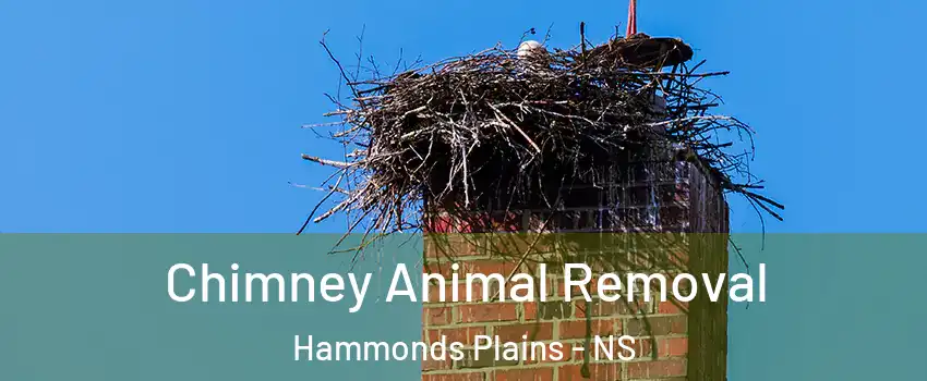 Chimney Animal Removal Hammonds Plains - NS