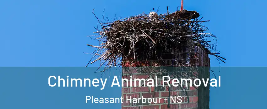 Chimney Animal Removal Pleasant Harbour - NS